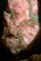 Pink Frogfish, Lembeh Straits.
105mm Macro Lens. by Jean Tresfon 